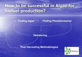 How to be successful in Algae for biofuel production?