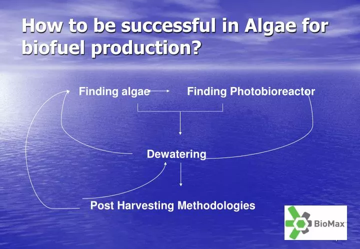 how to be successful in algae for biofuel production