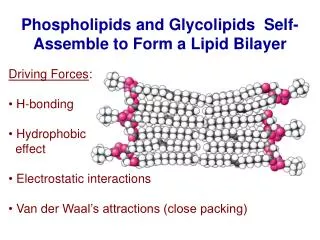Phospholipids and Glycolipids Self-Assemble to Form a Lipid Bilayer