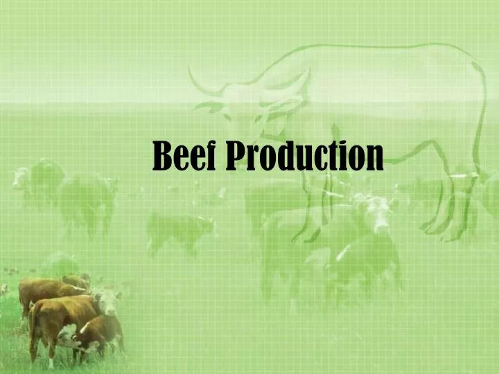 beef production