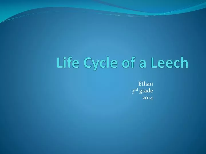 life cycle of a leech