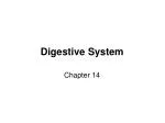 Digestive System - slide 1