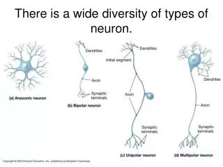 There is a wide diversity of types of neuron.