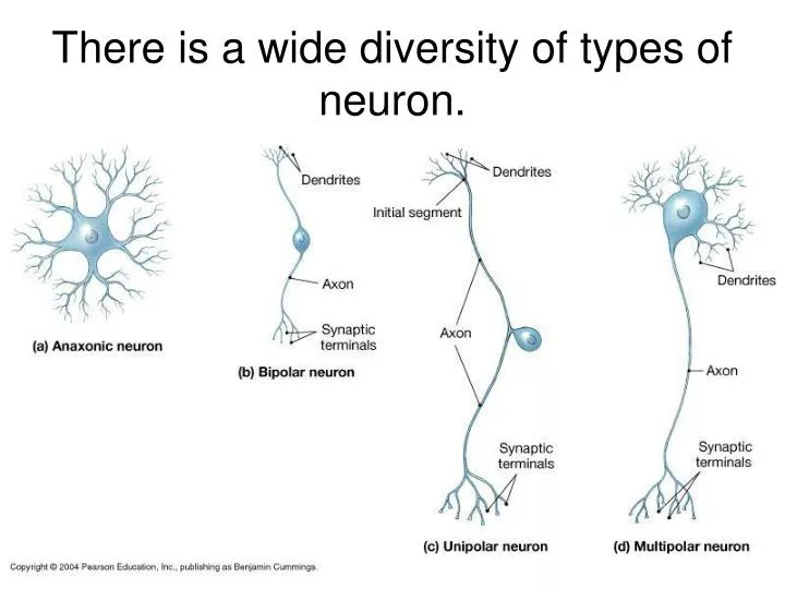there is a wide diversity of types of neuron