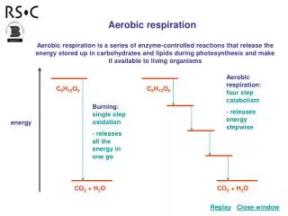 Aerobic respiration