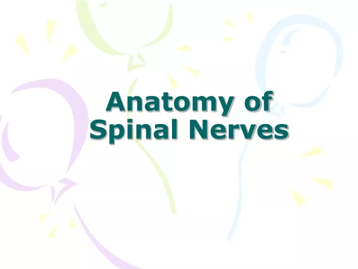 anatomy of spinal nerves