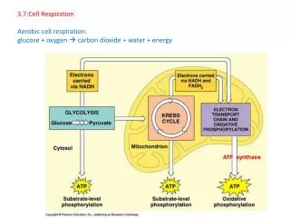 3.7:Cell Respiration Aerobic cell respiration: glucose + oxygen ? carbon dioxide + water + energy