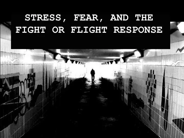 stress fear and the fight or flight response