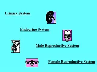 Urinary System Endocrine System Male Reproductive System Female Reproductive System