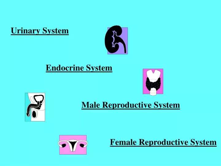 urinary system endocrine system male reproductive system female reproductive system
