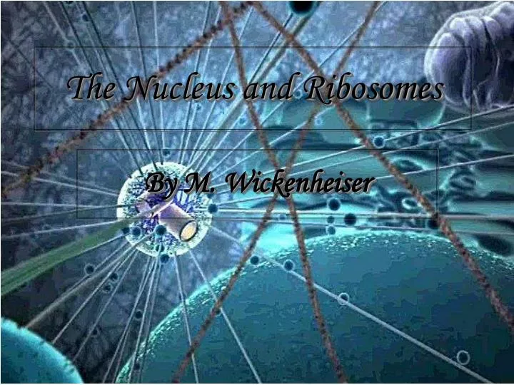 the nucleus and ribosomes