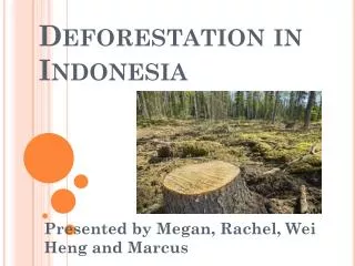 deforestation in indonesia