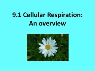 9 1 cellular respiration an overview