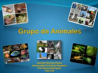 grupo de animales