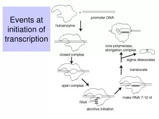 Events at initiation of transcription