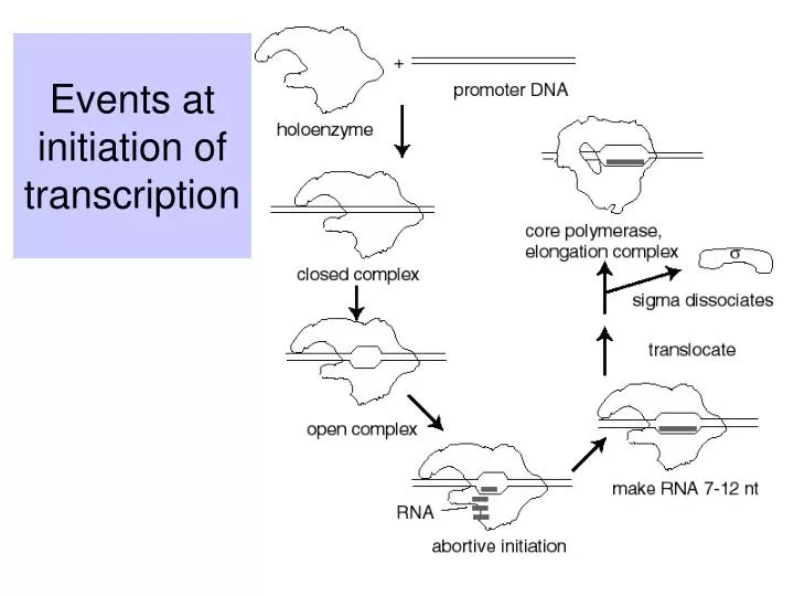 events at initiation of transcription