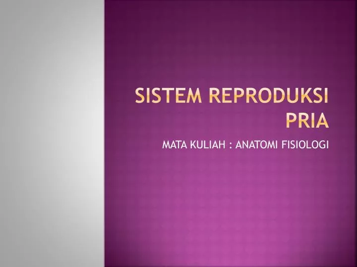 sistem reproduksi pria