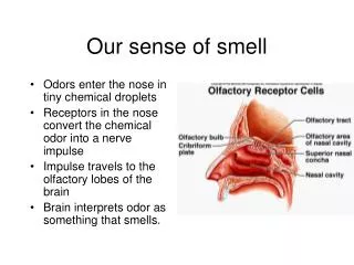 Our sense of smell