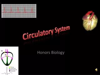 circulatory system