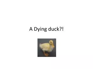 A Dying duck?!