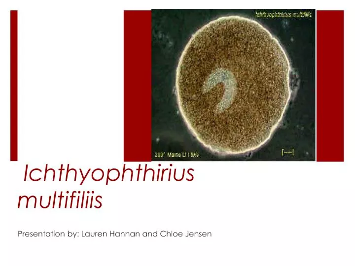 ichthyophthirius multifiliis