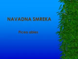 navadna smreka