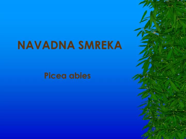 navadna smreka