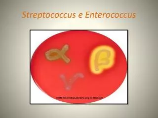 streptococcus e enterococcus