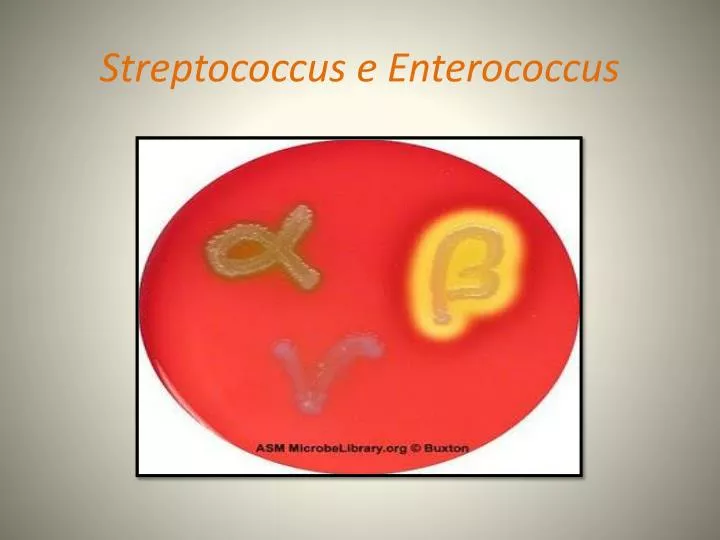 streptococcus e enterococcus