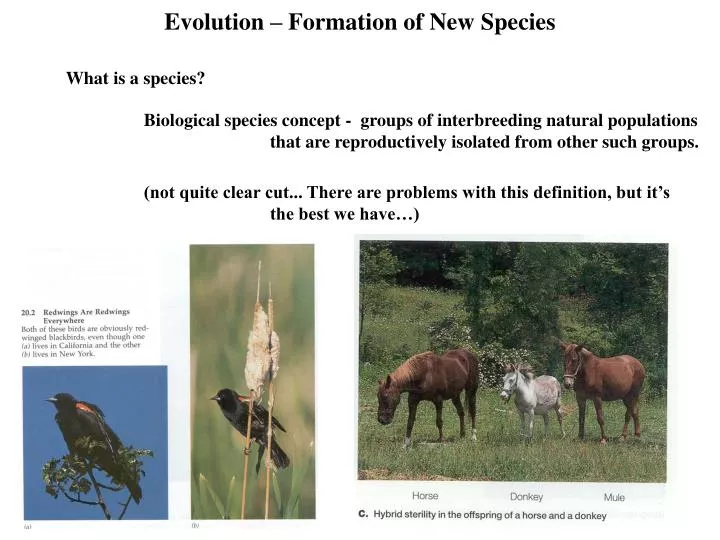 evolution formation of new species