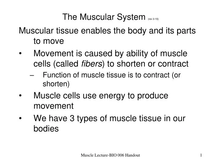 the muscular system rev 3 10