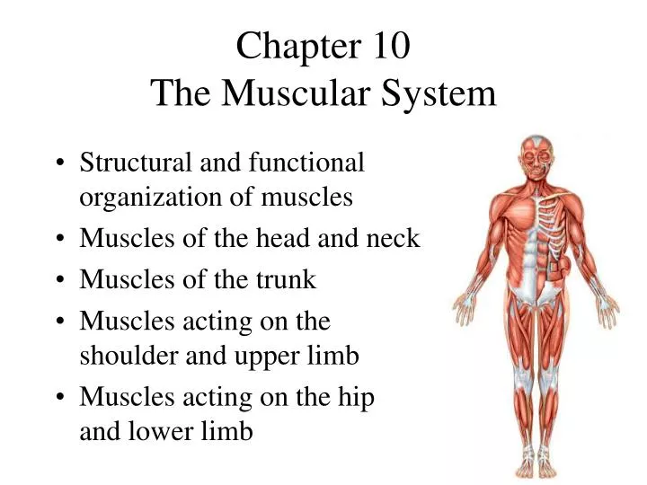 chapter 10 the muscular system