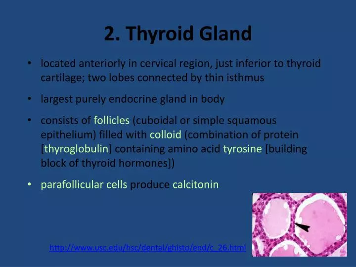 2 thyroid gland