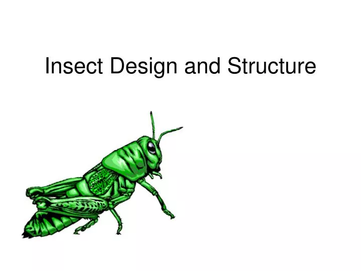 insect design and structure