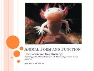 Animal Form and Function
