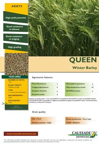 QUEEN Winter Barley