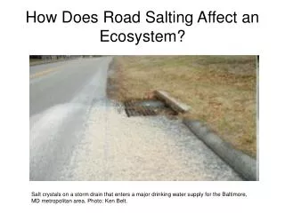 How Does Road Salting Affect an Ecosystem?