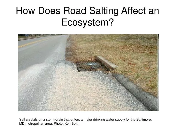 how does road salting affect an ecosystem