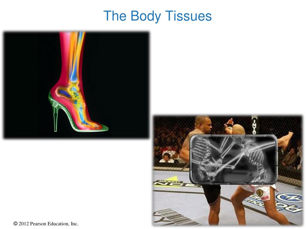 PPT - The Body Tissues PowerPoint Presentation, free download - ID:2952889