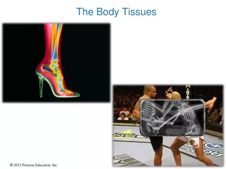 the body tissues