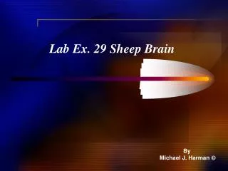 Lab Ex. 29 Sheep Brain