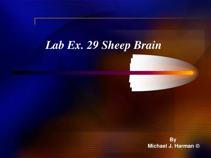 lab ex 29 sheep brain