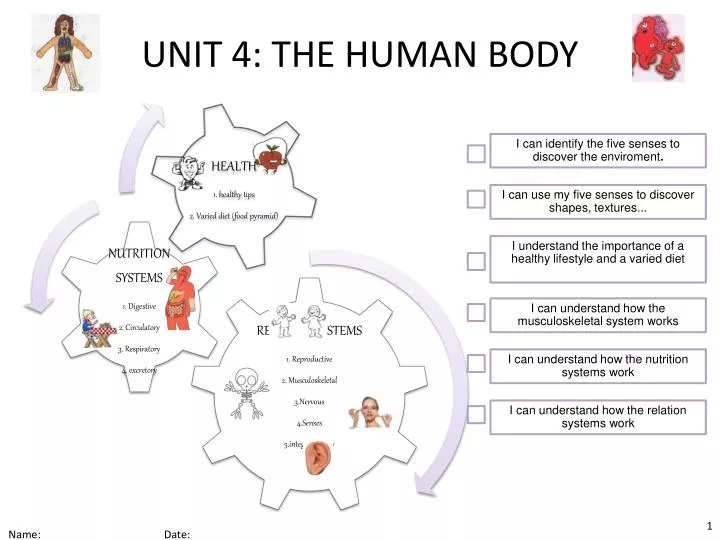 unit 4 the human body