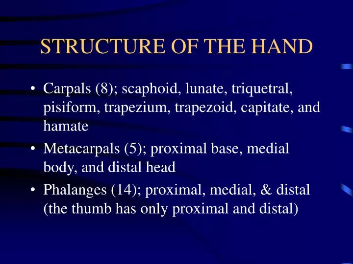 structure of the hand
