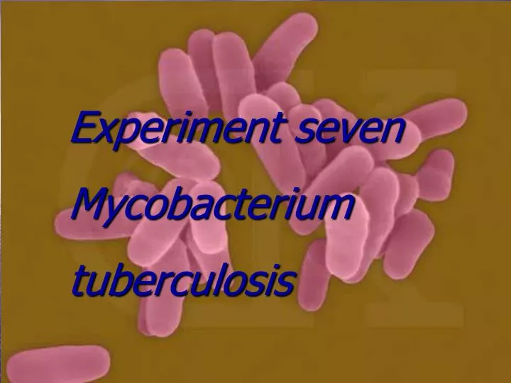 experiment seven mycobacterium tuberculosis