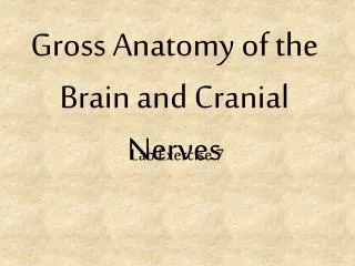 Gross Anatomy of the Brain and Cranial Nerves