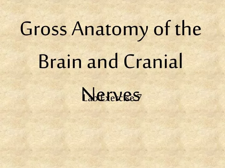 gross anatomy of the brain and cranial nerves