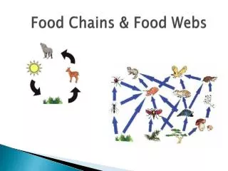 Food Chains &amp; Food Webs