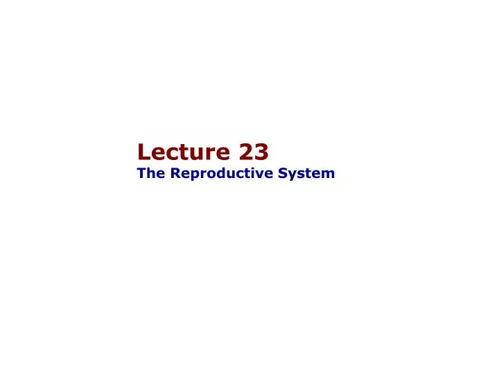 lecture 23 the reproductive system