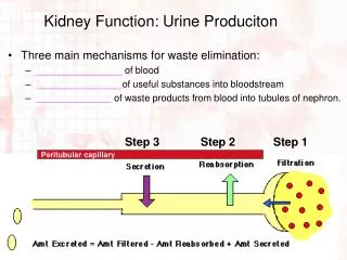 Kidney Function: Urine Produciton